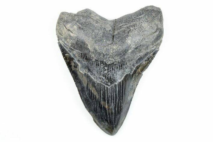 Serrated, 4.26" Fossil Megalodon Tooth - South Carolina